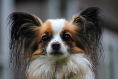 papillon-274183_960_720